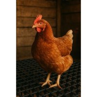 37713_reshetchatyy-pol-plastikovyy